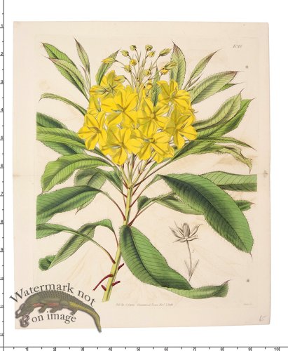 (image for) Curtis Botanical 073