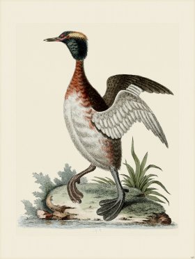 Edwards 145 Eared Dob-chick