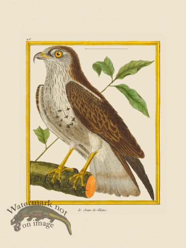 (image for) Martinet Bird 413
