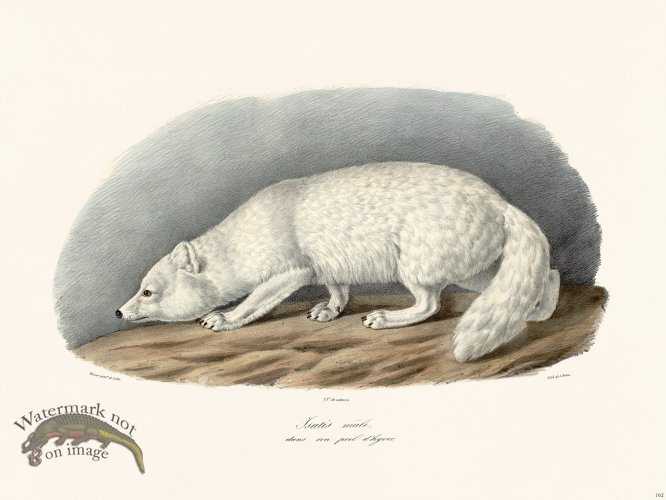 Cuvier 162 Male Satis