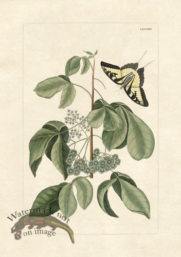 (image for) Olden Butterfly 83