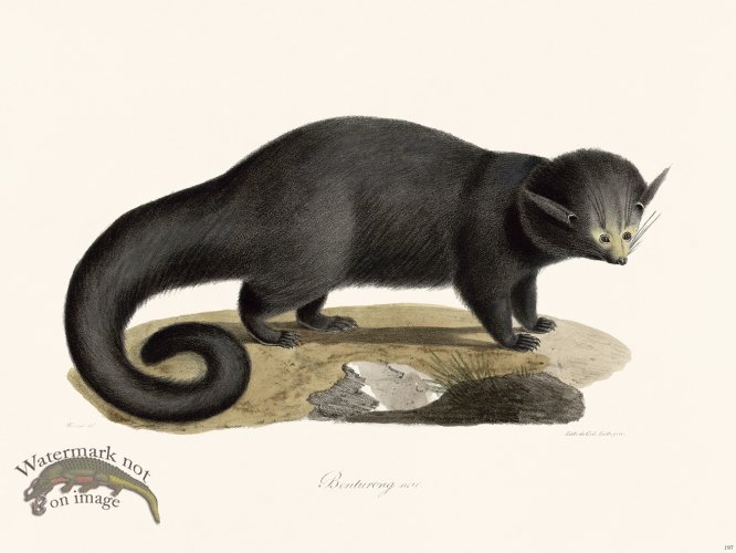 (image for) Cuvier 197 Black Binturong