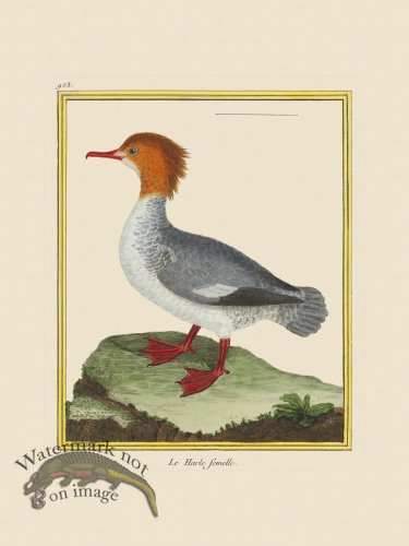 (image for) Martinet Bird 953