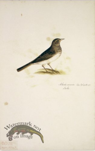 (image for) 85 Swedish Birds . Alauda Arvensis, Skylark