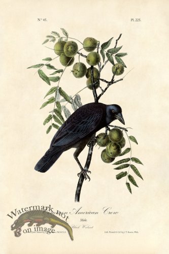 (image for) Common Crow