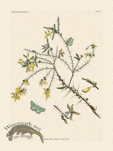 (image for) Wilkes Butterflies 086