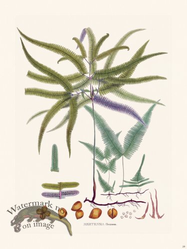 (image for) Ferns of Brazil 29