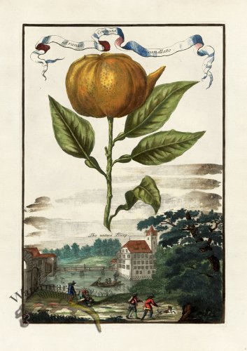 (image for) Volckamer 004