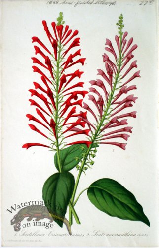 (image for) Botanical