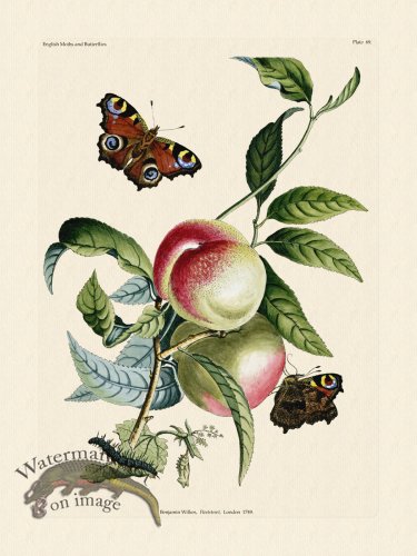 (image for) Wilkes Butterflies 069