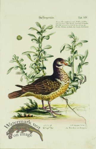 (image for) SB 16 La Perdrix de Montagne