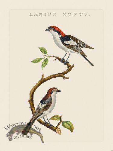 (image for) Nozeman Bird 205