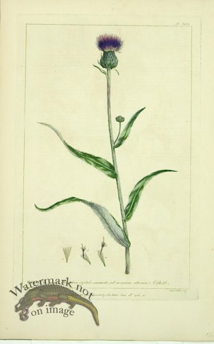 (image for) Philip Miller 105