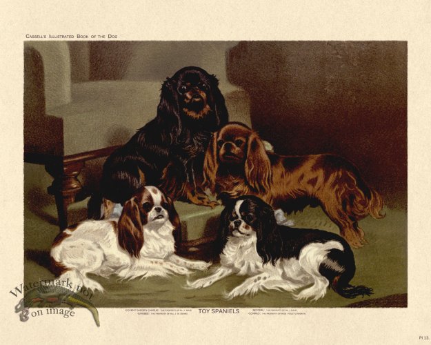 (image for) Cassell Dog 13