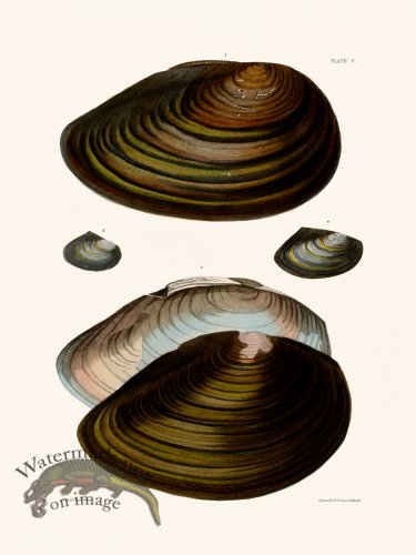 (image for) Cpt Brown Shell 05