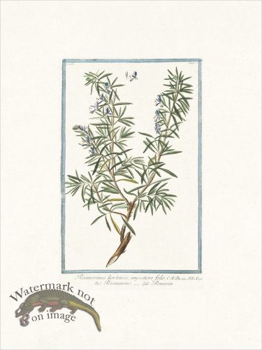 (image for) Bonelli 267 Rosemary