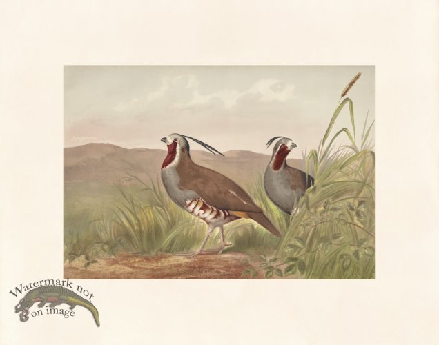 (image for) Pope 17 Mountail Quail