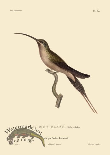 (image for) Humming Bird 32