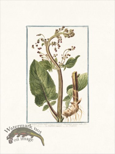 (image for) Bonelli 189 Scrofulaire