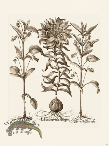 (image for) Besler 084 B1