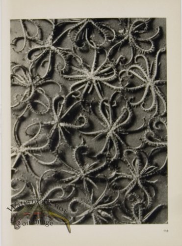 (image for) Blossfeldt T 118