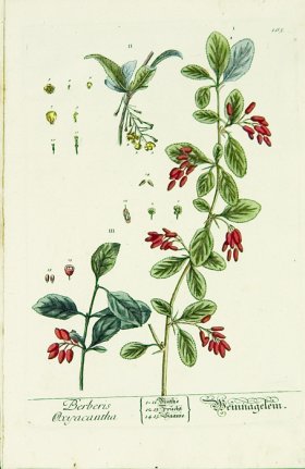 Blackwell German 113