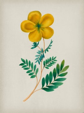 Andean Botanicals 022