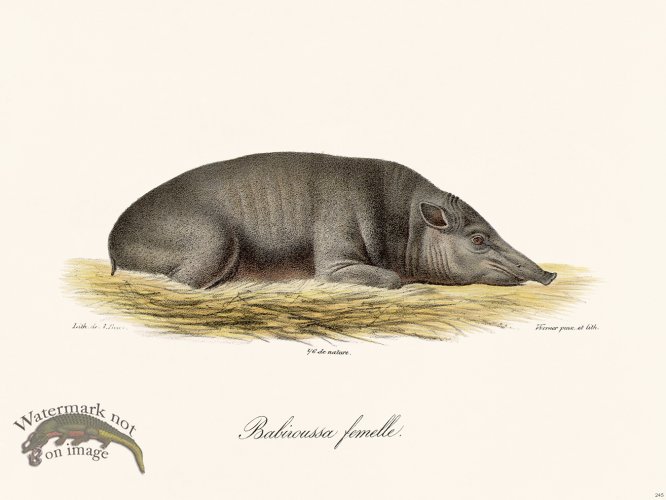 (image for) Cuvier 245 Babiroussa Female