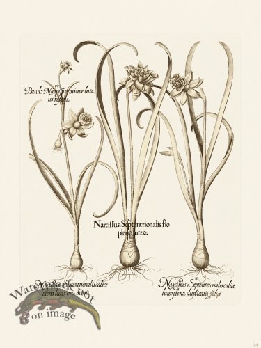 (image for) Besler 054 B1