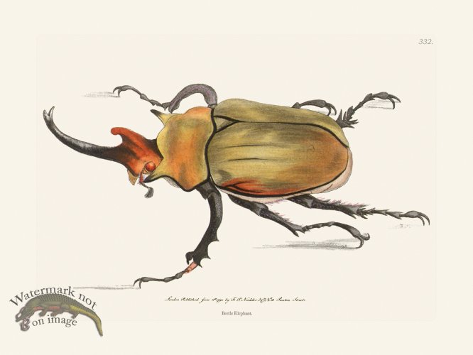(image for) 332 Beetle Elephant