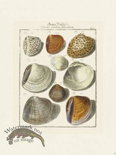 (image for) Martini Shells 078