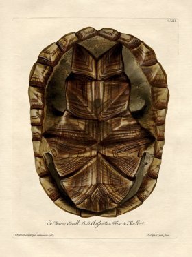 (image for) Trew Turtle Shell 13