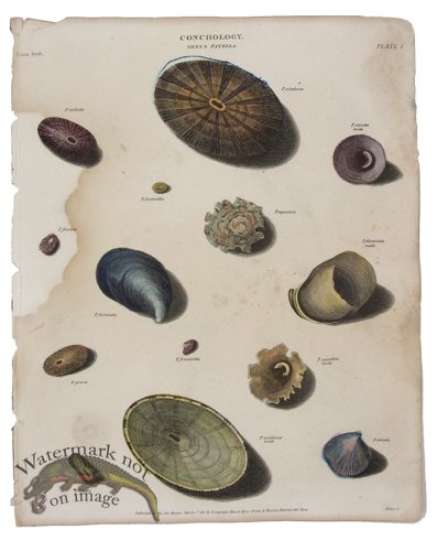 (image for) Conchology 07