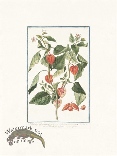 (image for) Bonelli 163 Bladder cherry