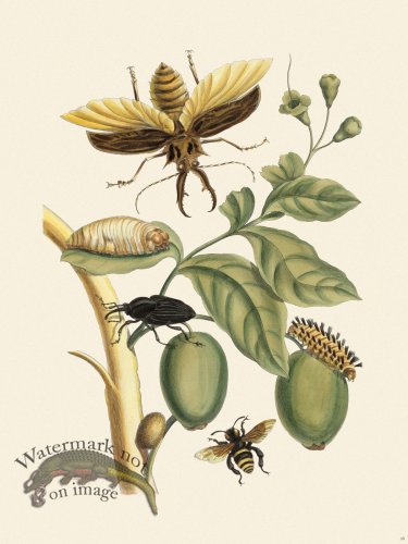 (image for) Merian Metamorphosis 48