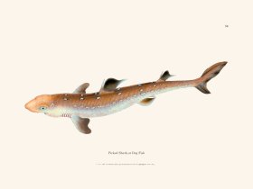 054 Picked Shark,or Dog Fish