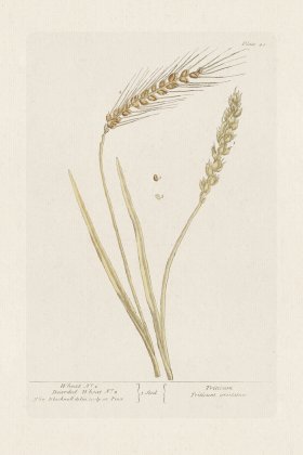 BEE 040 Wheat No 1