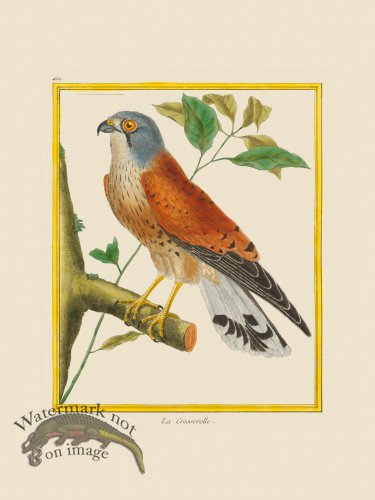 (image for) Martinet Bird 401