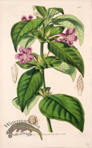 (image for) CBMS_0061