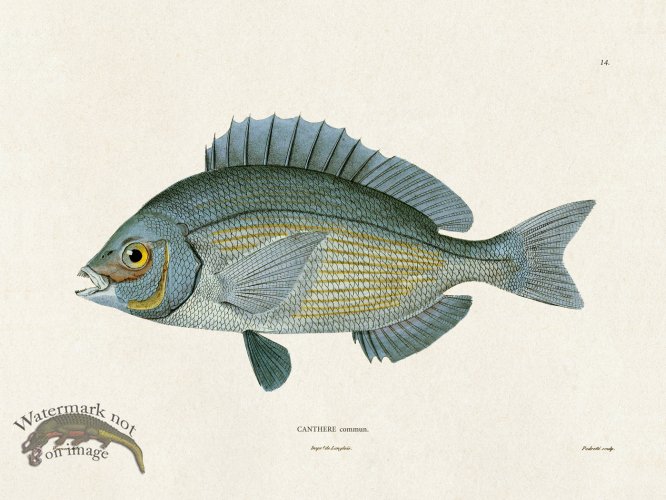 (image for) Werner Fish 014