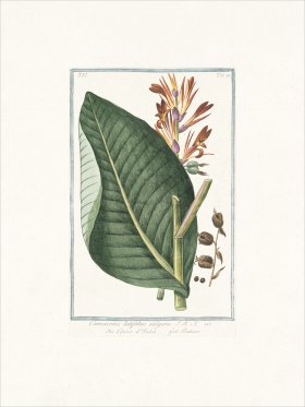 Bonelli 519 Marsh Penny