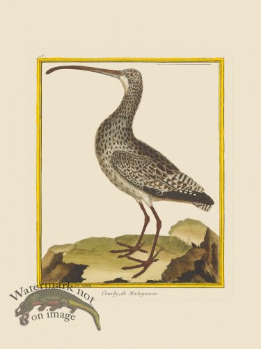 (image for) Martinet Bird 198