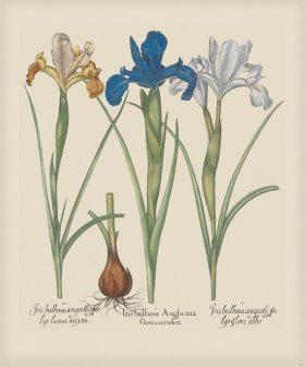 Besler 200 Colored B2