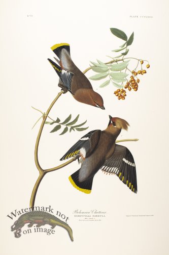 (image for) Bohemian Chatterer