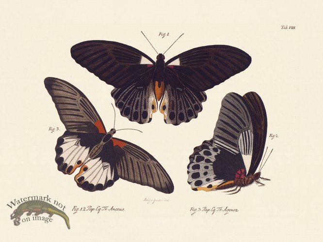 (image for) Jablonsky Butterfly 008