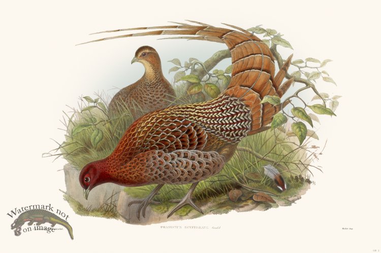 (image for) Gould Game Bird 002