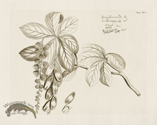 (image for) HORTUS VOL 04 07