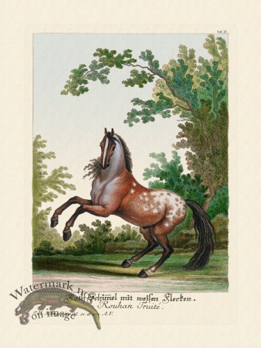 (image for) Ridingers Horses 27