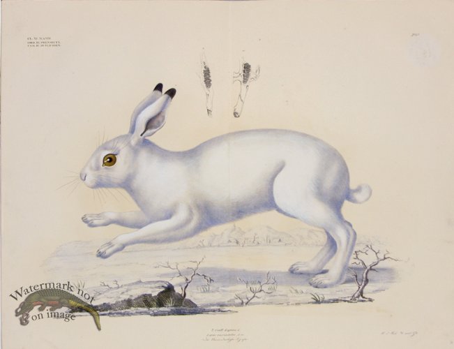 Goldfuss Mountain Hare