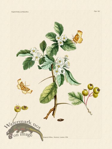 (image for) Wilkes Butterflies 105